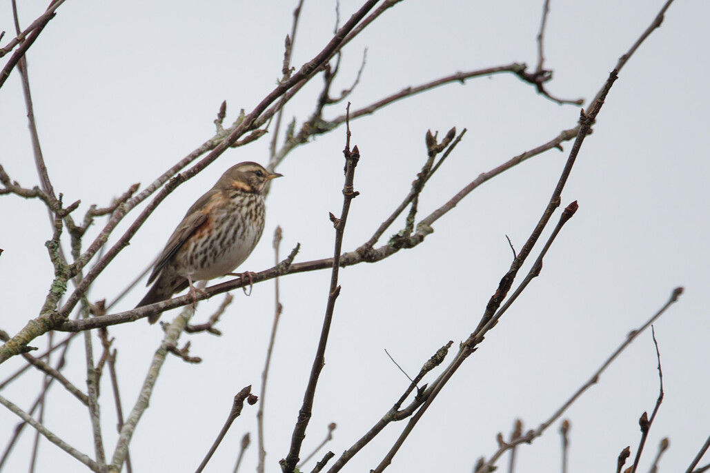 Photo of Redwing